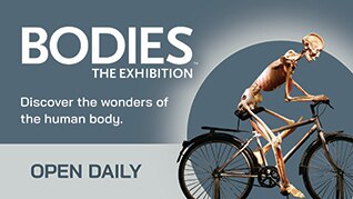 Bodies The Exhibition